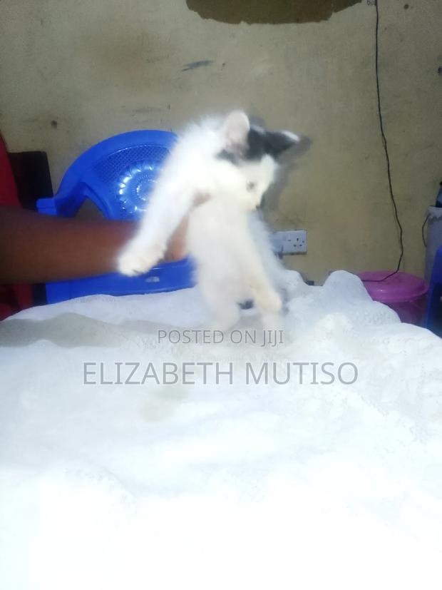 1-3 months Male Mixed Breed Persian - thumbnail 3