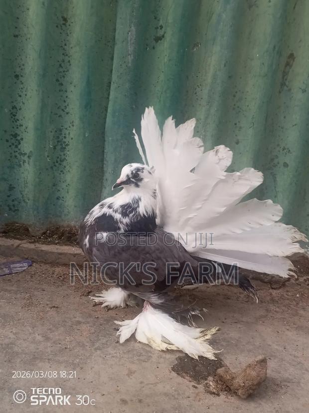 Purebred Fantail Pigeons - main view