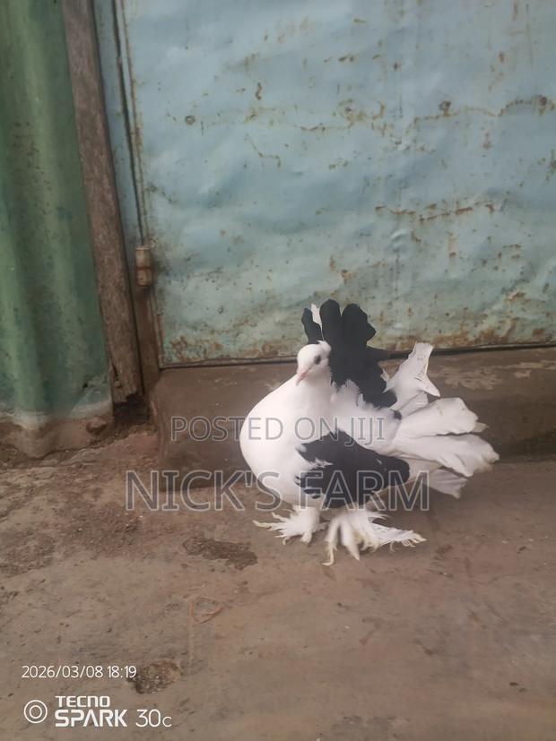 Purebred Fantail Pigeons - thumbnail 3