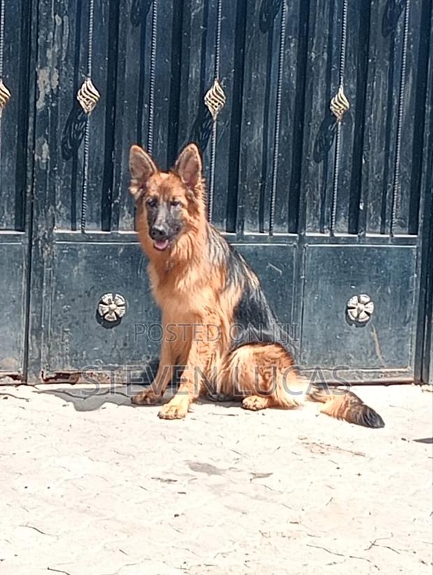 1-3 months Male Purebred German Shepherd - main view