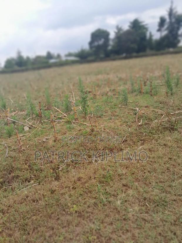 Illula(Limo) Half Acre Plot. - thumbnail 3