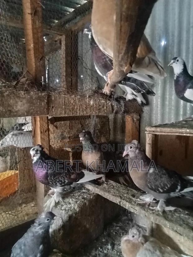 Ornamental Birds Available for Sale - main view