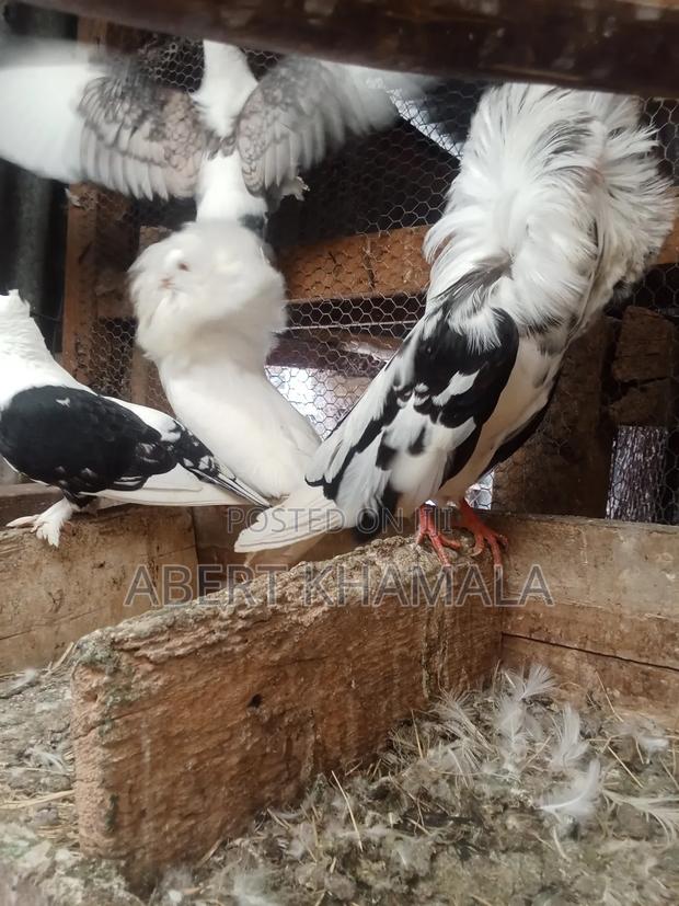 Ornamental Birds Available for Sale - thumbnail 3