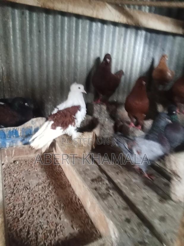 Ornamental Birds Available for Sale - thumbnail 5