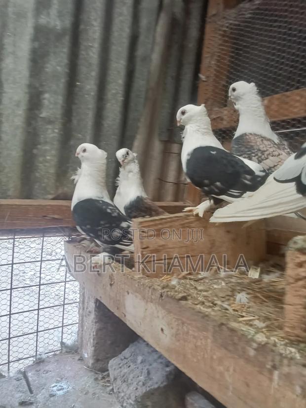 Ornamental Birds Available for Sale - thumbnail 6