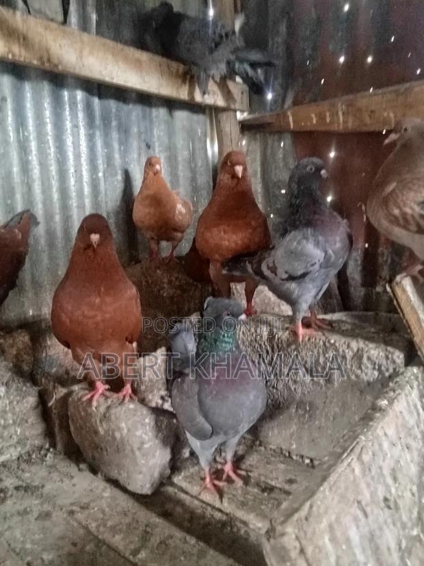 Ornamental Birds Available for Sale - thumbnail 7