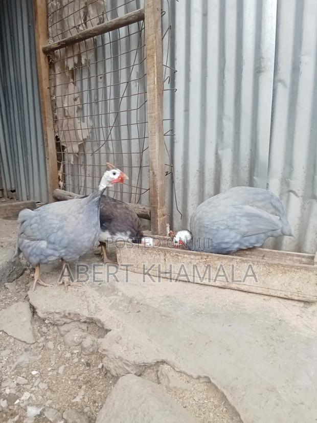 Ornamental Birds Available for Sale - thumbnail 8