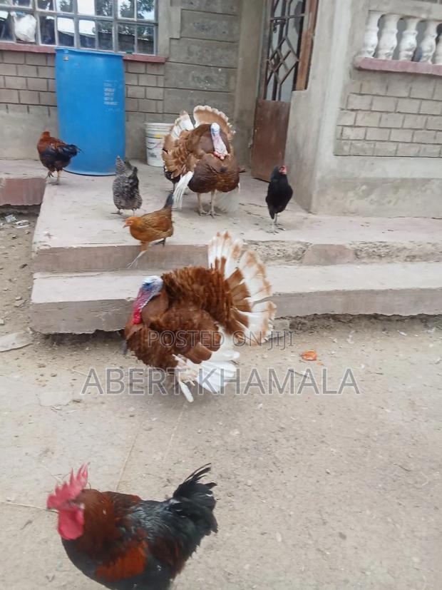 Ornamental Birds Available for Sale - thumbnail 9