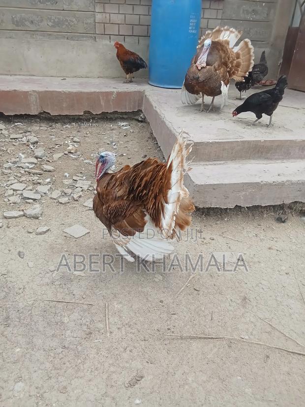 Ornamental Birds Available for Sale - thumbnail 10