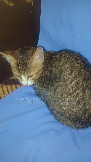 1-3 months Female Mixed Breed Tabby - thumbnail 2