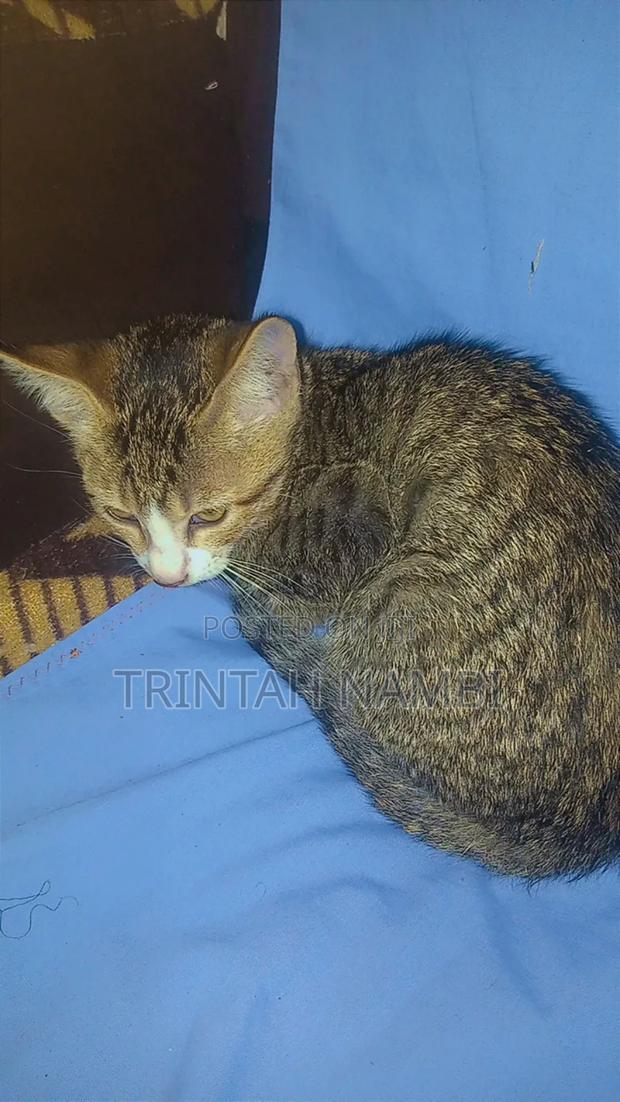 1-3 months Female Mixed Breed Tabby - main view