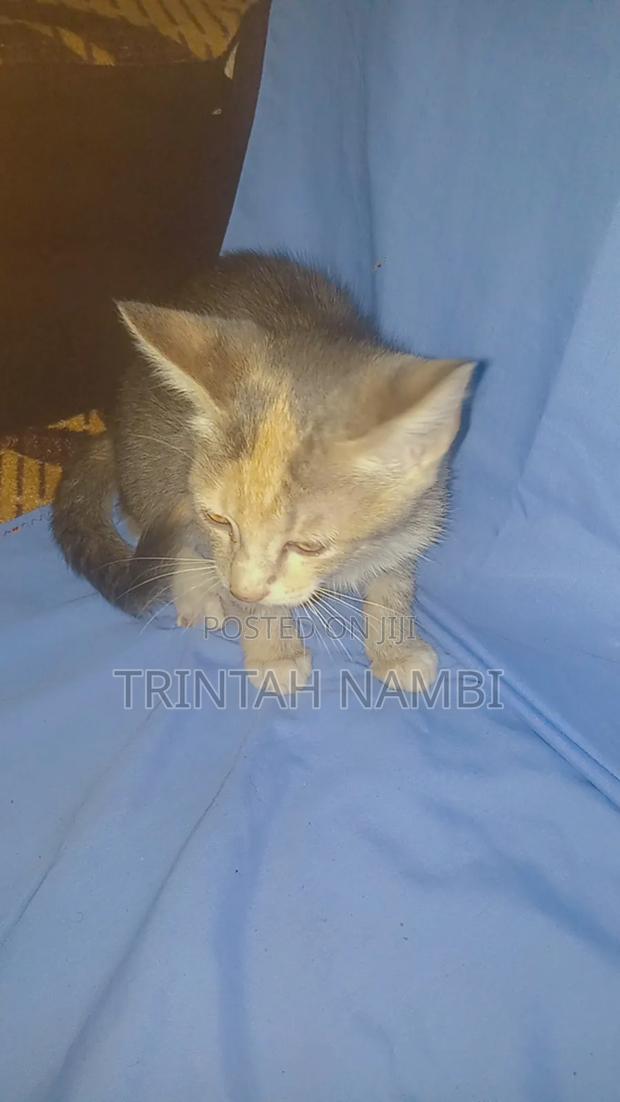 1-3 months Female Mixed Breed Tabby - thumbnail 3