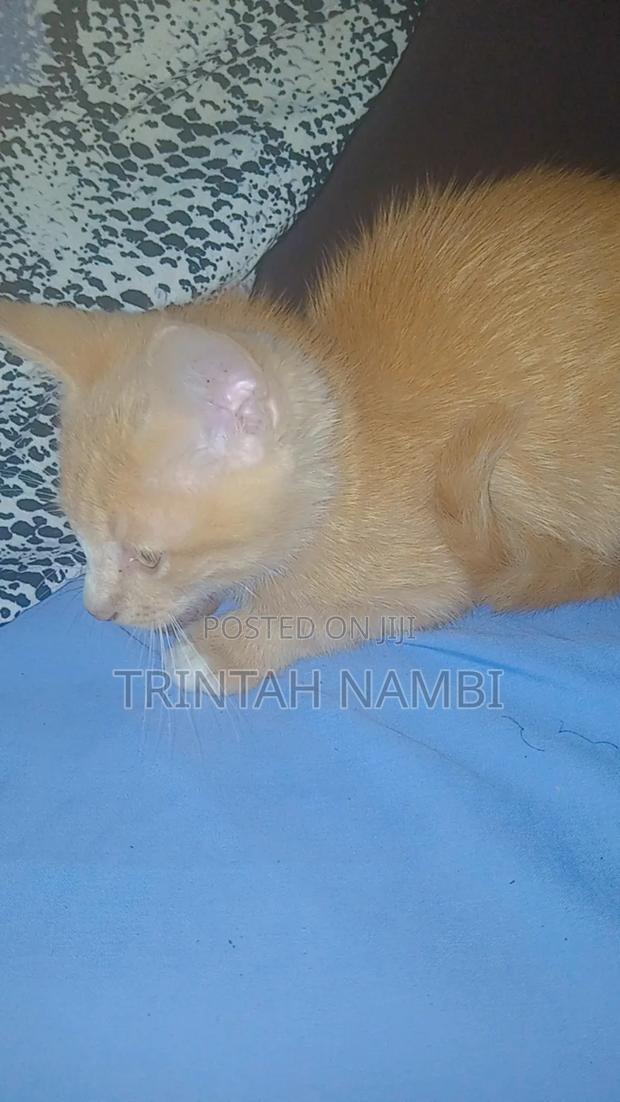 1-3 months Female Mixed Breed Tabby - thumbnail 4