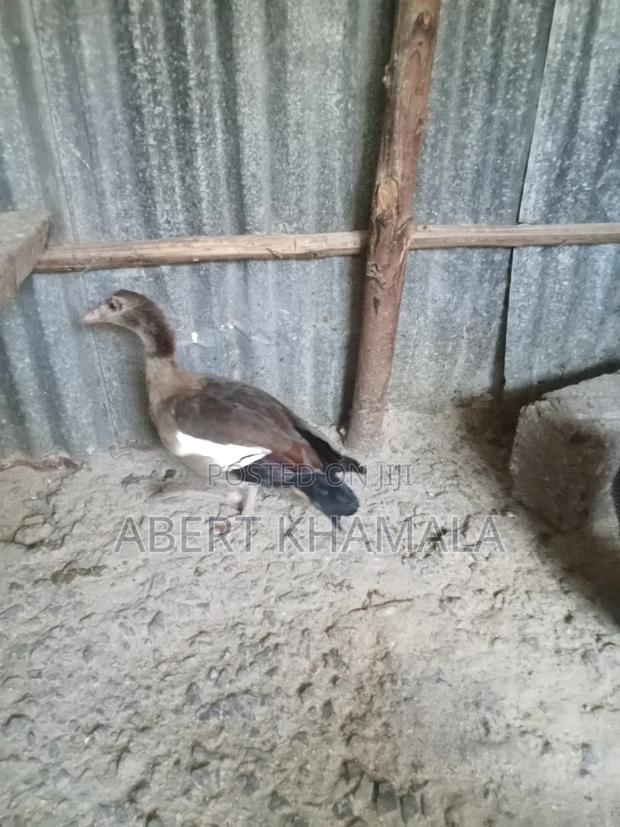 Egyptian Goose for Sale