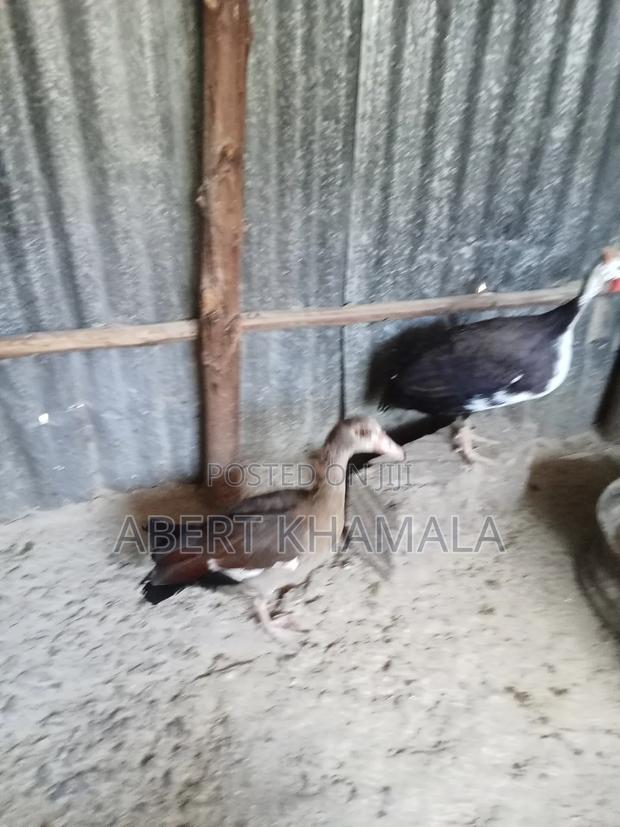 Egyptian Goose for Sale - thumbnail 2
