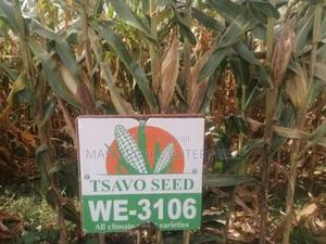 Tsavo 3106 and We 4141