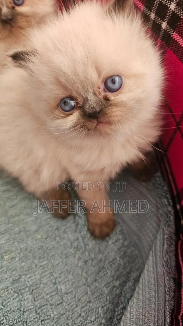 1-3 months Female Purebred Persian - thumbnail 6