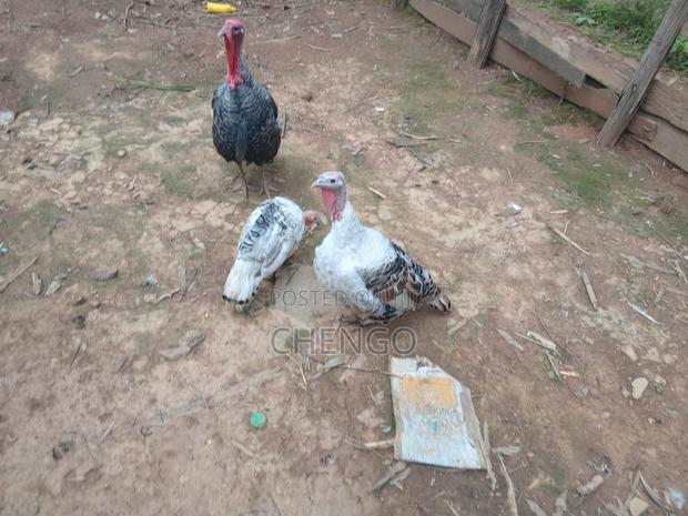 Pure Kienyeji Chicks and Turkeys.Plus Goose