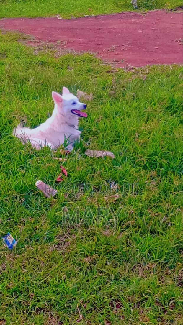 3-6 months Male Purebred Japanese Spitz - thumbnail 3