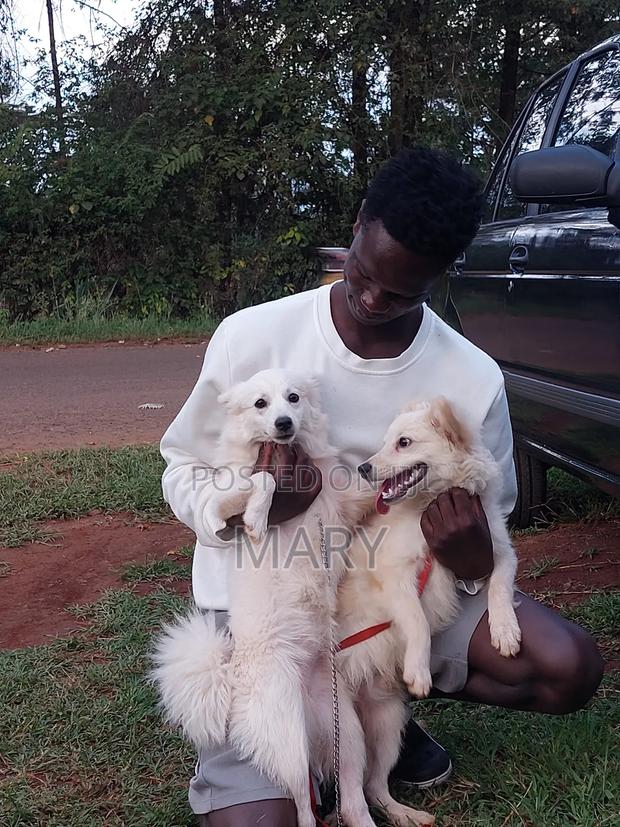 3-6 months Male Purebred Japanese Spitz - thumbnail 4