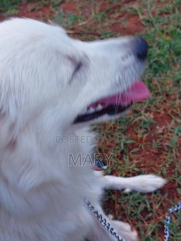 3-6 months Male Purebred Japanese Spitz - thumbnail 5