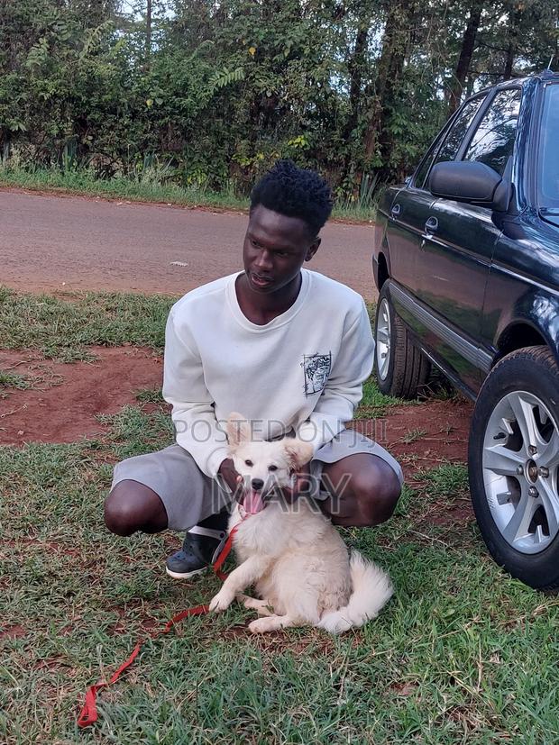 3-6 months Male Purebred Japanese Spitz - thumbnail 6