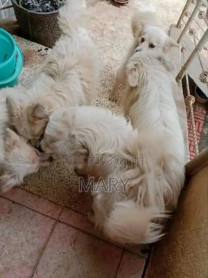 3-6 months Male Purebred Japanese Spitz - thumbnail 2