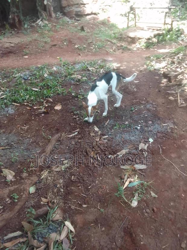 1+ year Male Purebred Jack Russell Terrier - thumbnail 4