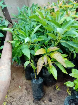 Hass Avocado Seedlings