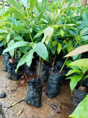 Hass Avocado Seedlings - thumbnail 2