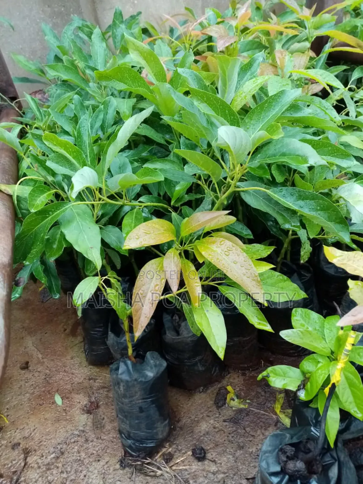 Hass Avocado Seedlings