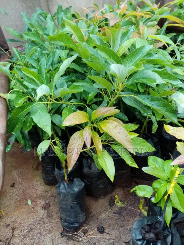 Hass Avocado Seedlings - thumbnail 5