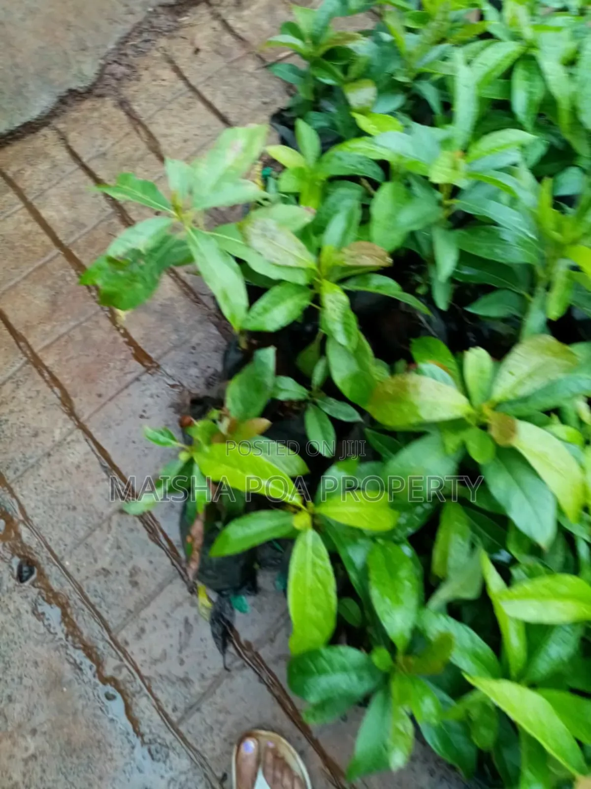 Hass Avocado Seedlings