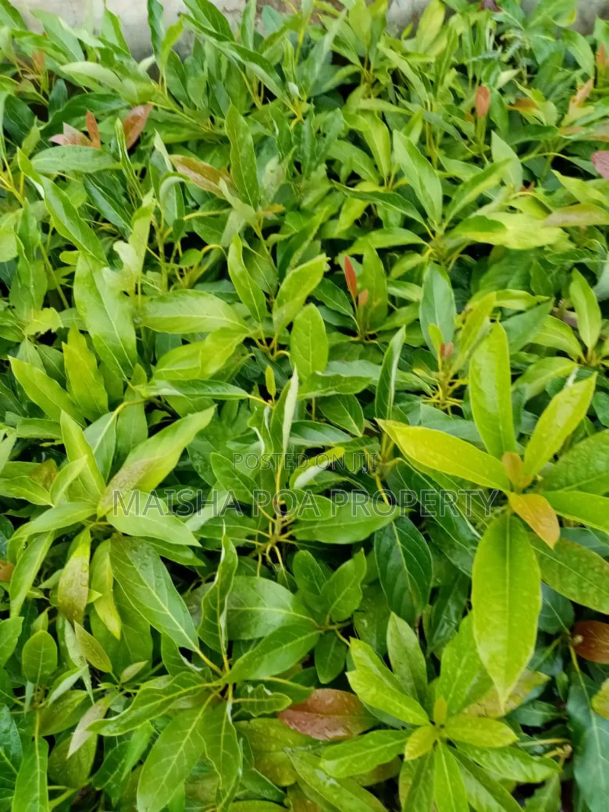 Hass Avocado Seedlings