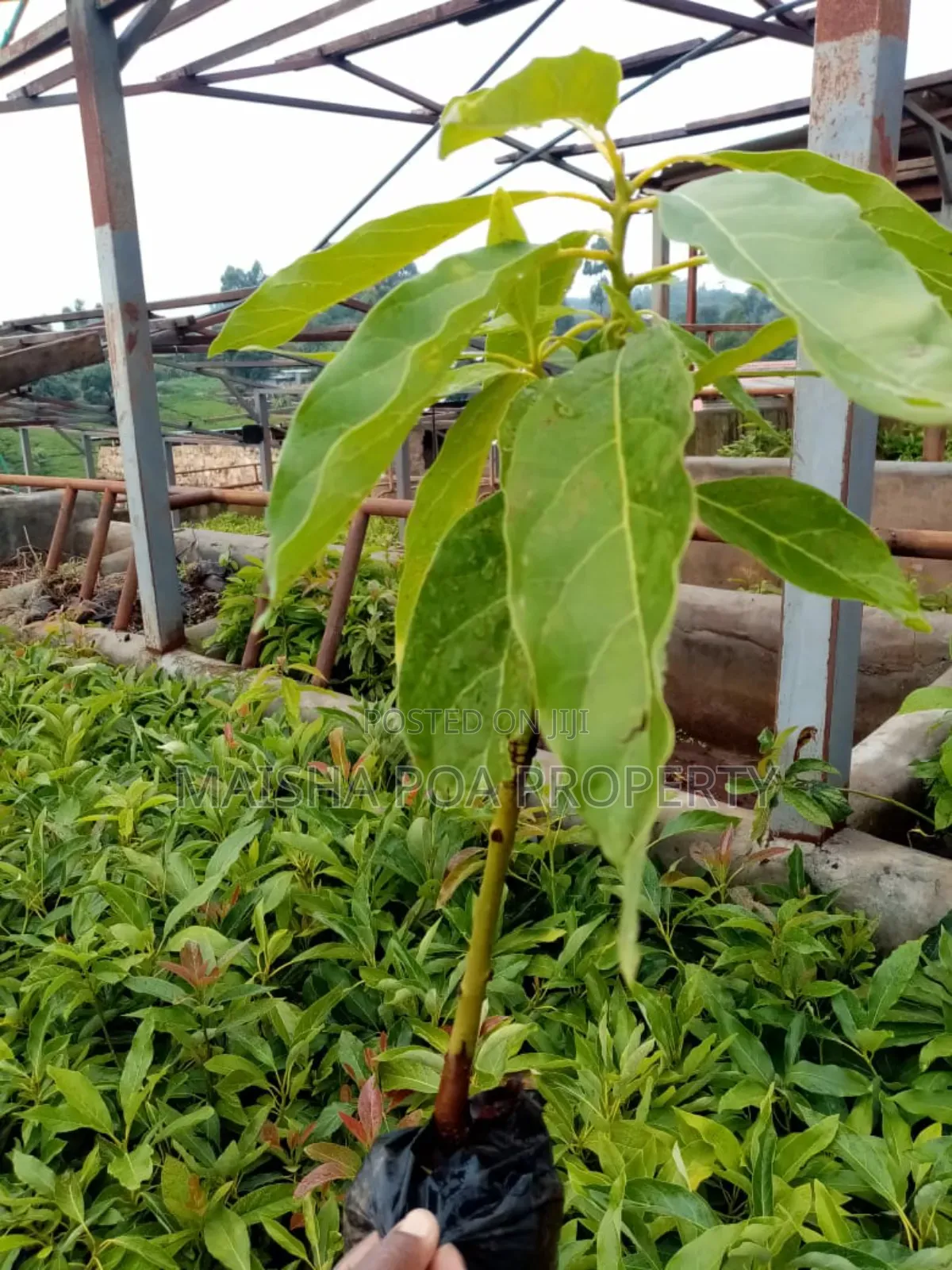 Hass Avocado Seedlings