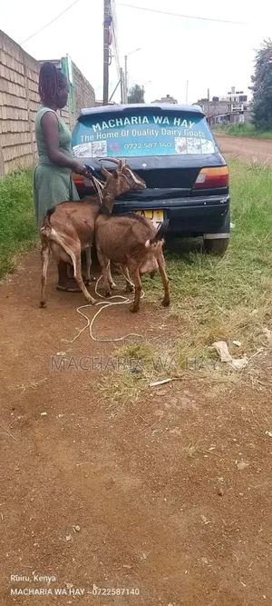 Dairy Goats On Sell