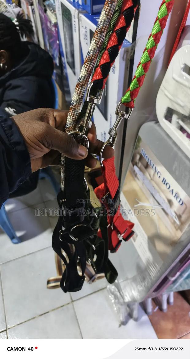 Dog Leash With Harness and Collar - main view
