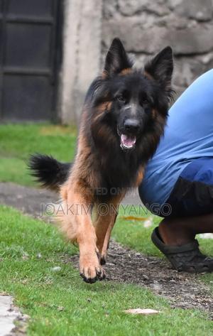 6-12 months Male Purebred German Shepherd - thumbnail 2