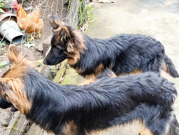 6-12 months Male Purebred German Shepherd - thumbnail 3