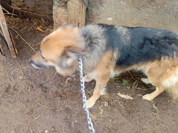 6-12 months Male Purebred German Shepherd - thumbnail 4