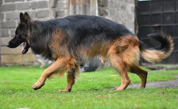 6-12 months Male Purebred German Shepherd - thumbnail 5