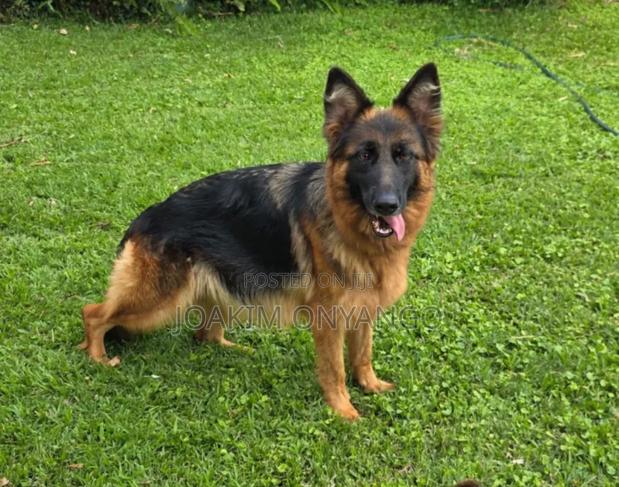 6-12 months Male Purebred German Shepherd - thumbnail 6