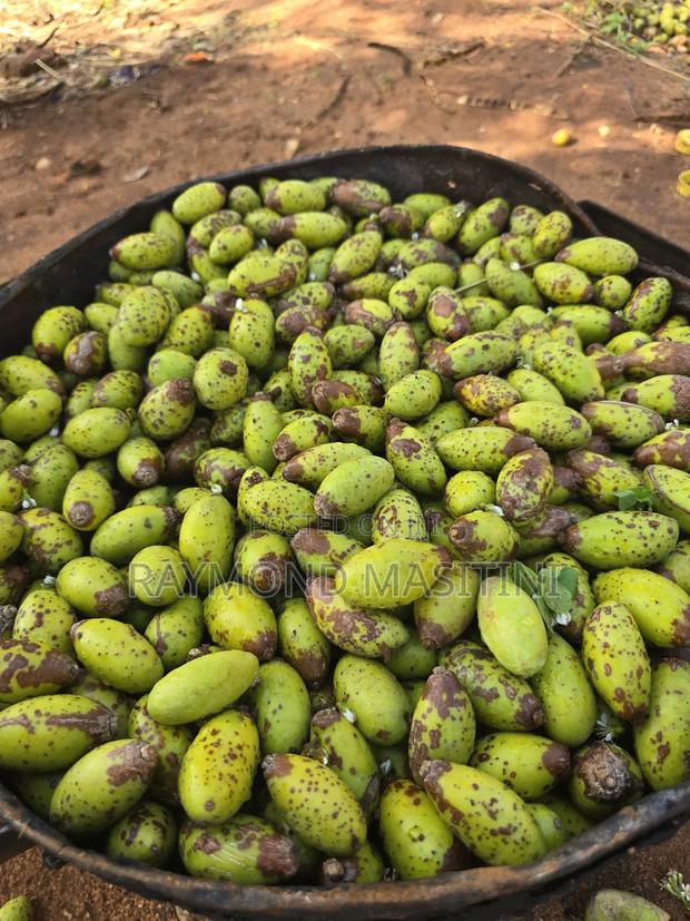 Media Seedlings/Mukau - thumbnail 2