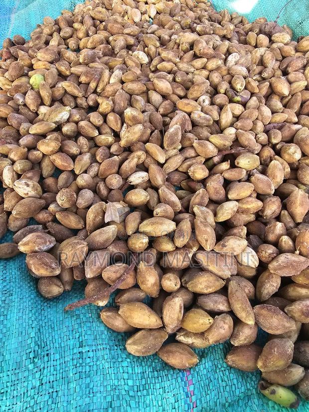 Media Seedlings/Mukau - thumbnail 3