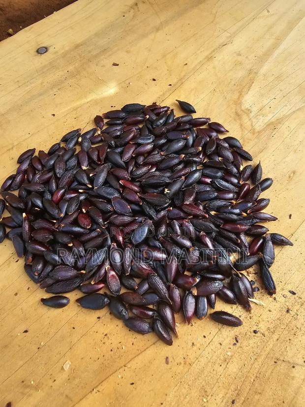 Media Seedlings/Mukau - thumbnail 4