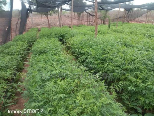 Media Seedlings/Mukau - thumbnail 5