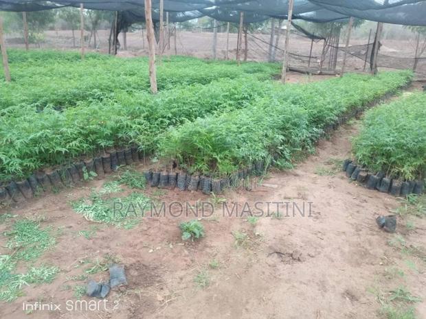 Media Seedlings/Mukau - thumbnail 6