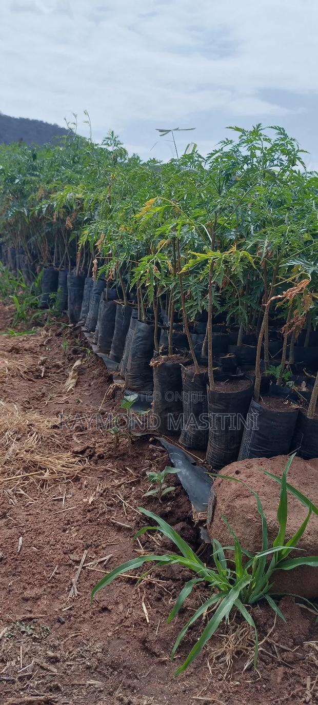 Media Seedlings/Mukau - thumbnail 7