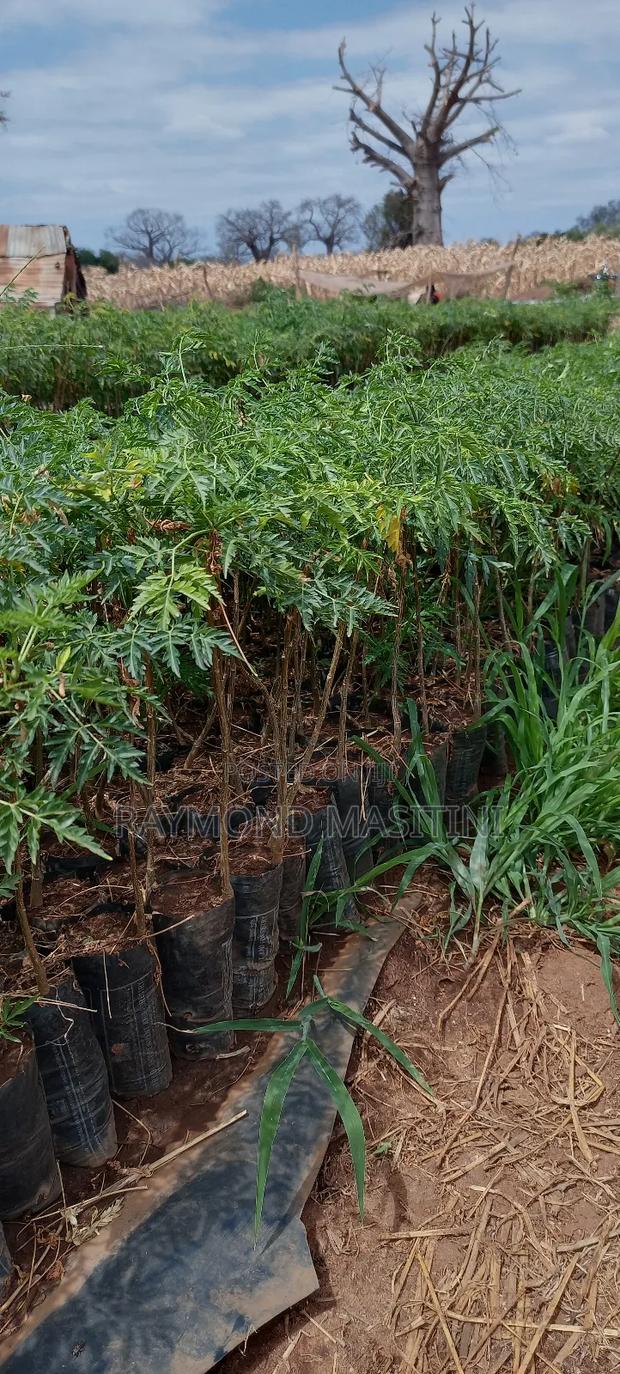 Media Seedlings/Mukau - thumbnail 8