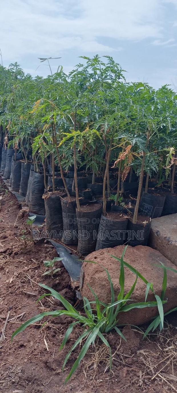 Media Seedlings/Mukau - main view